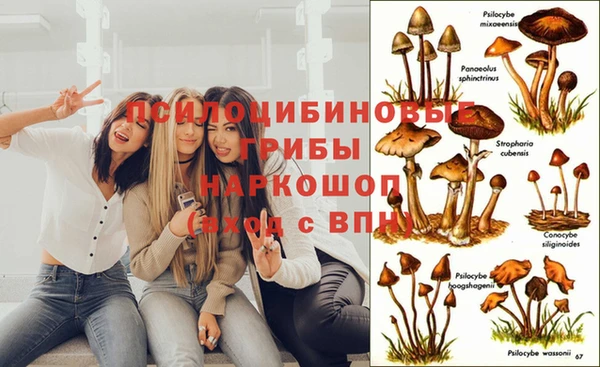 крисы Россошь