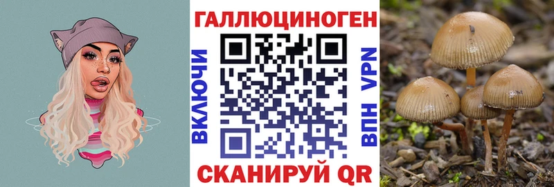 Галлюциногенные грибы Psilocybe  Суворов 